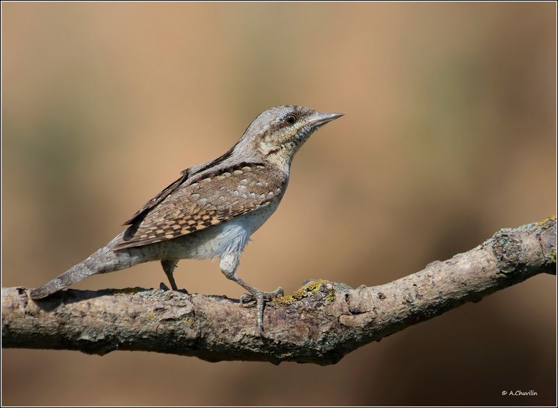 птица,вертишейка Вертишейка фото превью