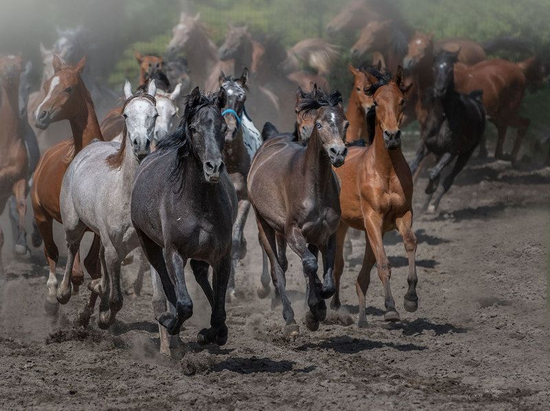 #konieczystejkrwiarabskiej #stadnina #zootechnicalphotos #michałów #polishnanationalarabianhorseshow #jarosławsokołowski #prideofpolandsummerarabianhorsesale  #polskiearaby #koniearabskie #araby #wyścigikonne #janówpodlaski #hodowlakoni #arabianhorses #eq W rytmie фото превью