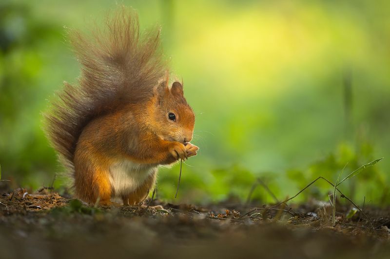 Squirrel фото превью