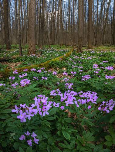Лес на Во́рскле