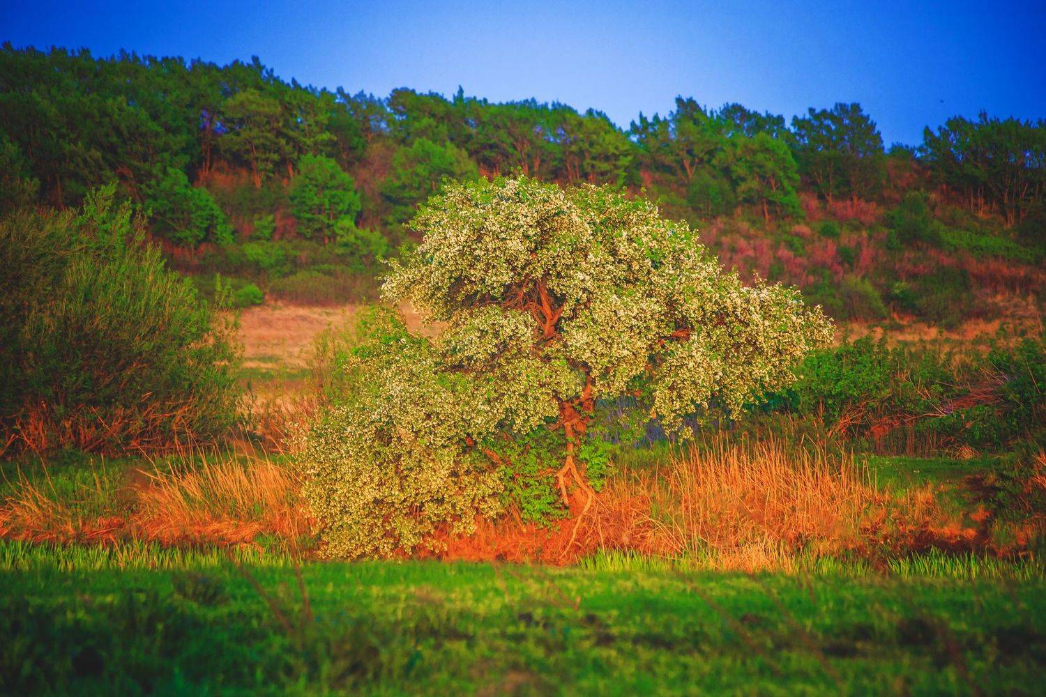 , Сигида Дмитрий