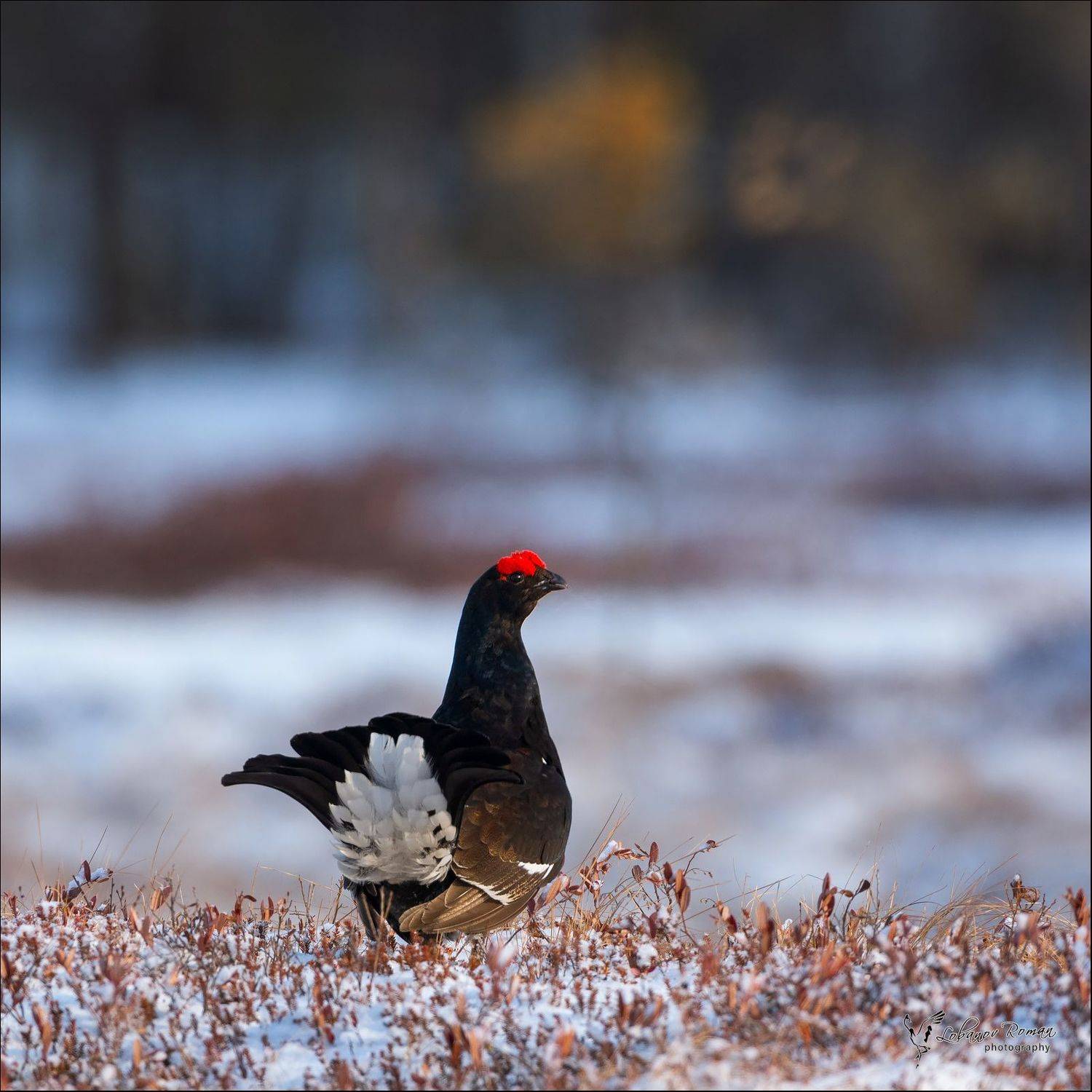 , Лобанов Роман