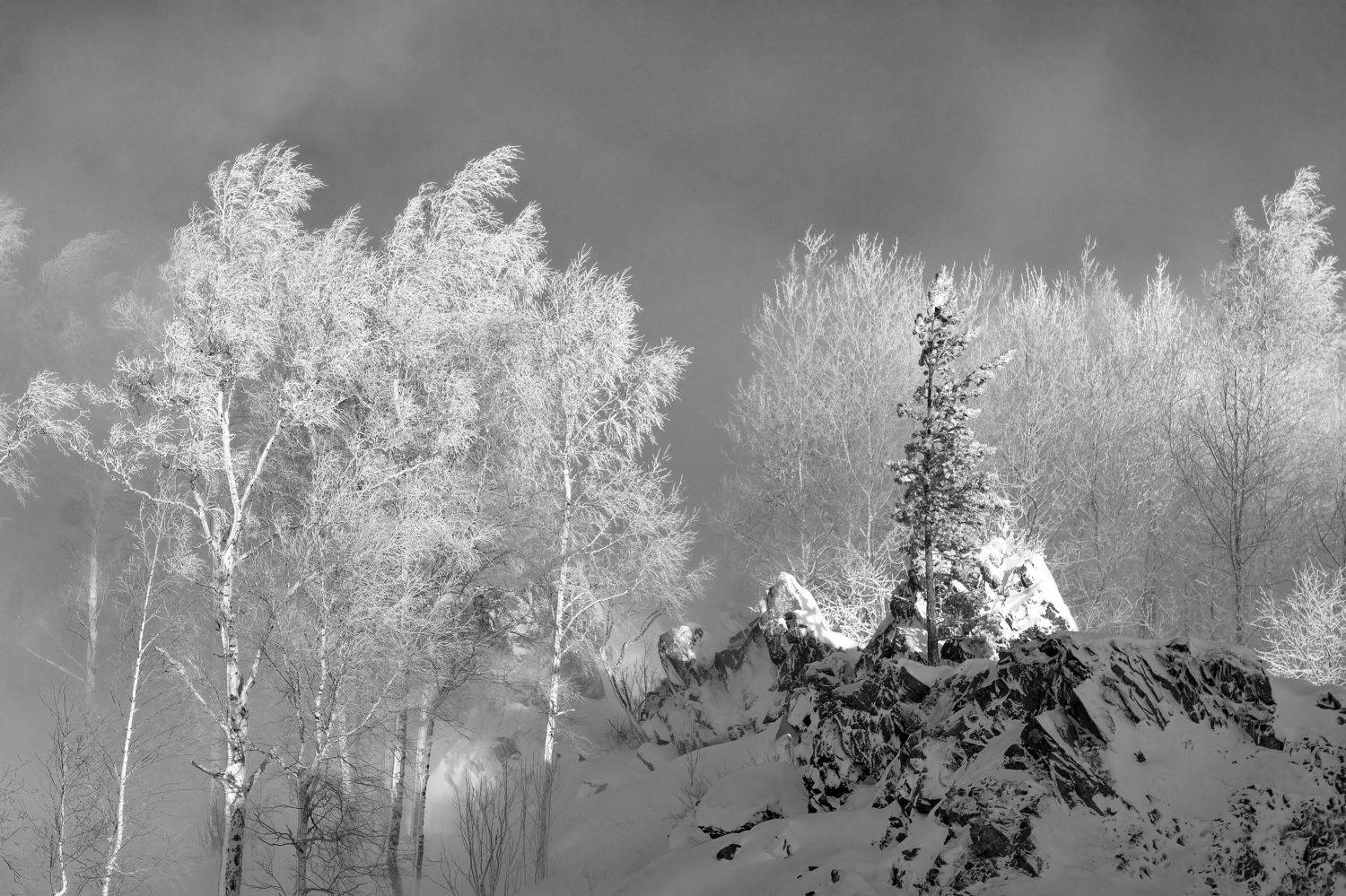 ветер, снег, сосна, гора, холод., Попова Татьяна
