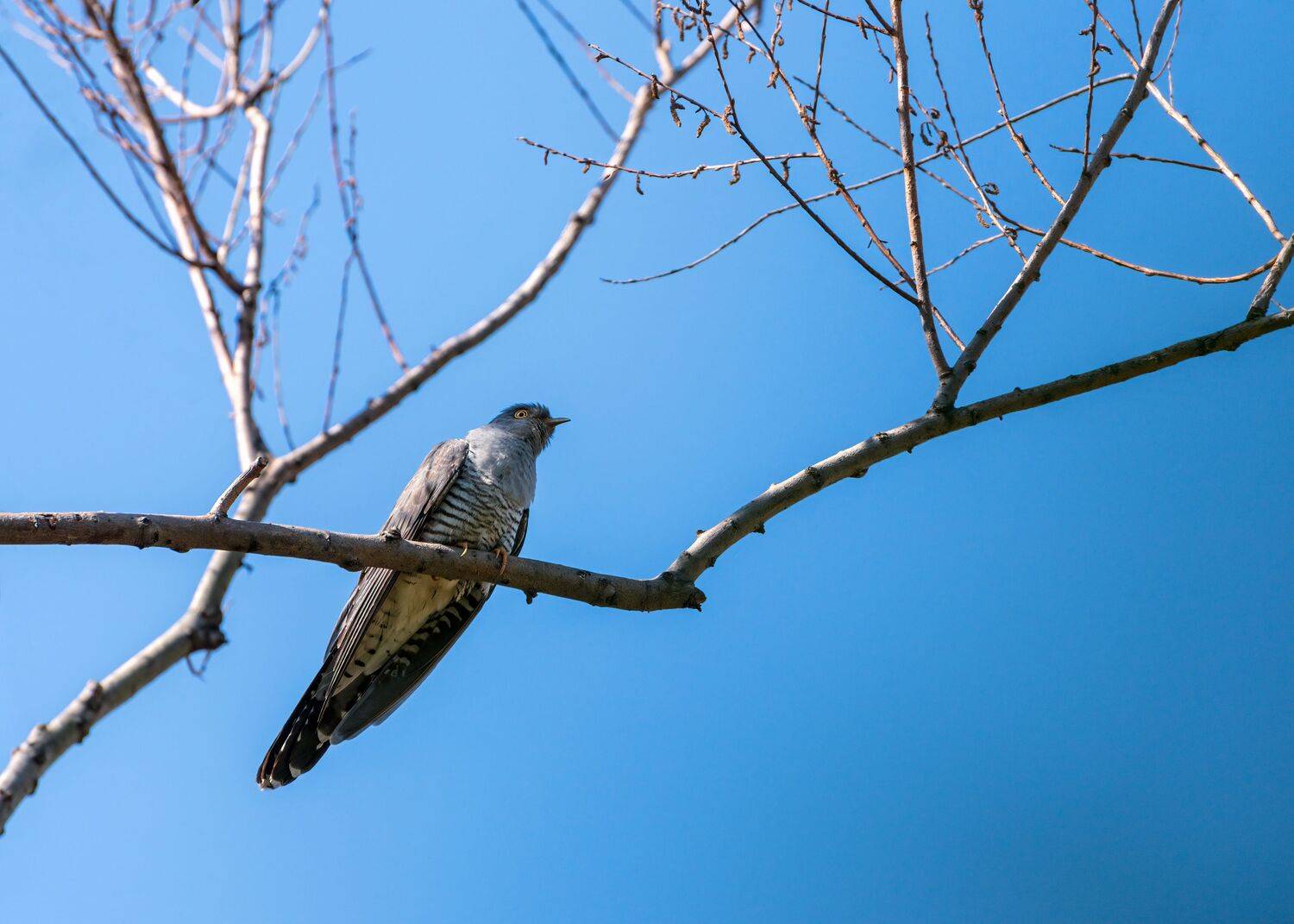 кукушка, Алексей Рыльский