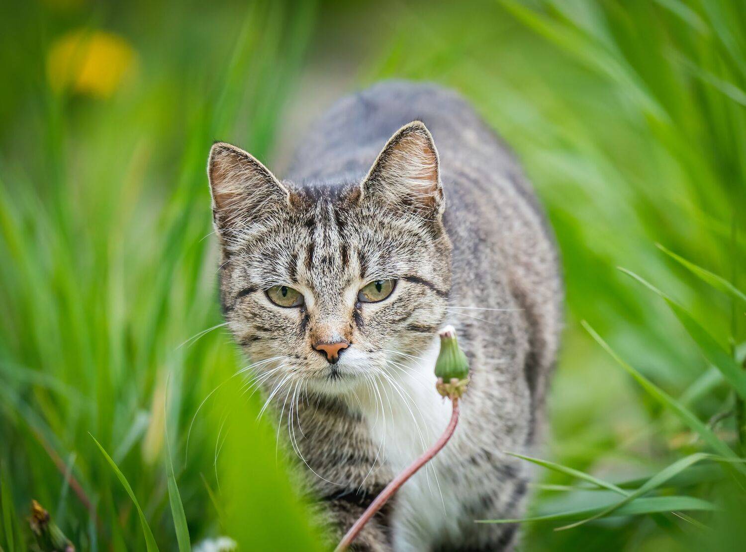 , Константин Дэм