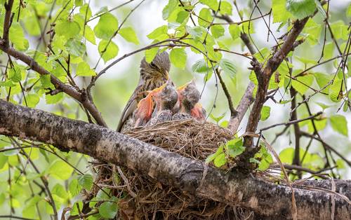 у кого длиннее шея..