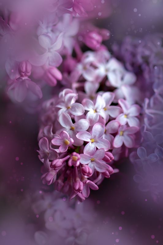 сирень, природа, макро, цветы Сезон сирени фото превью