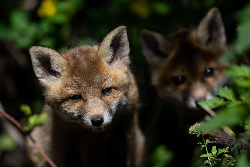 Lapseni фото превью