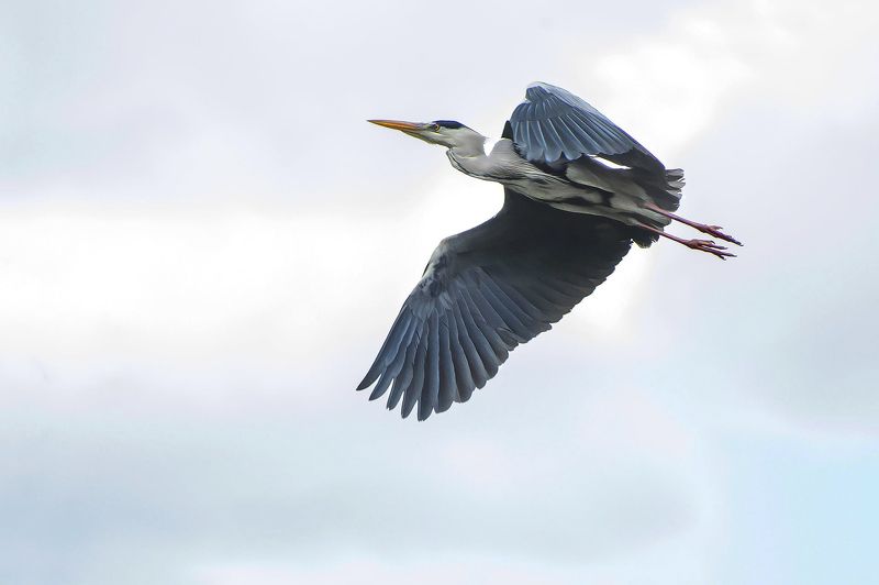 gray heron фото превью