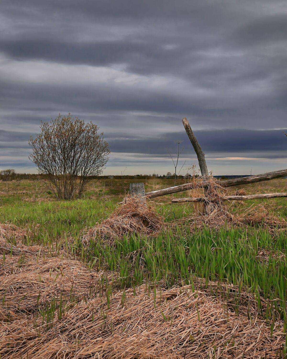 природа, весна, сельский, север, деревья, трава, забор, поле, Титов Александр