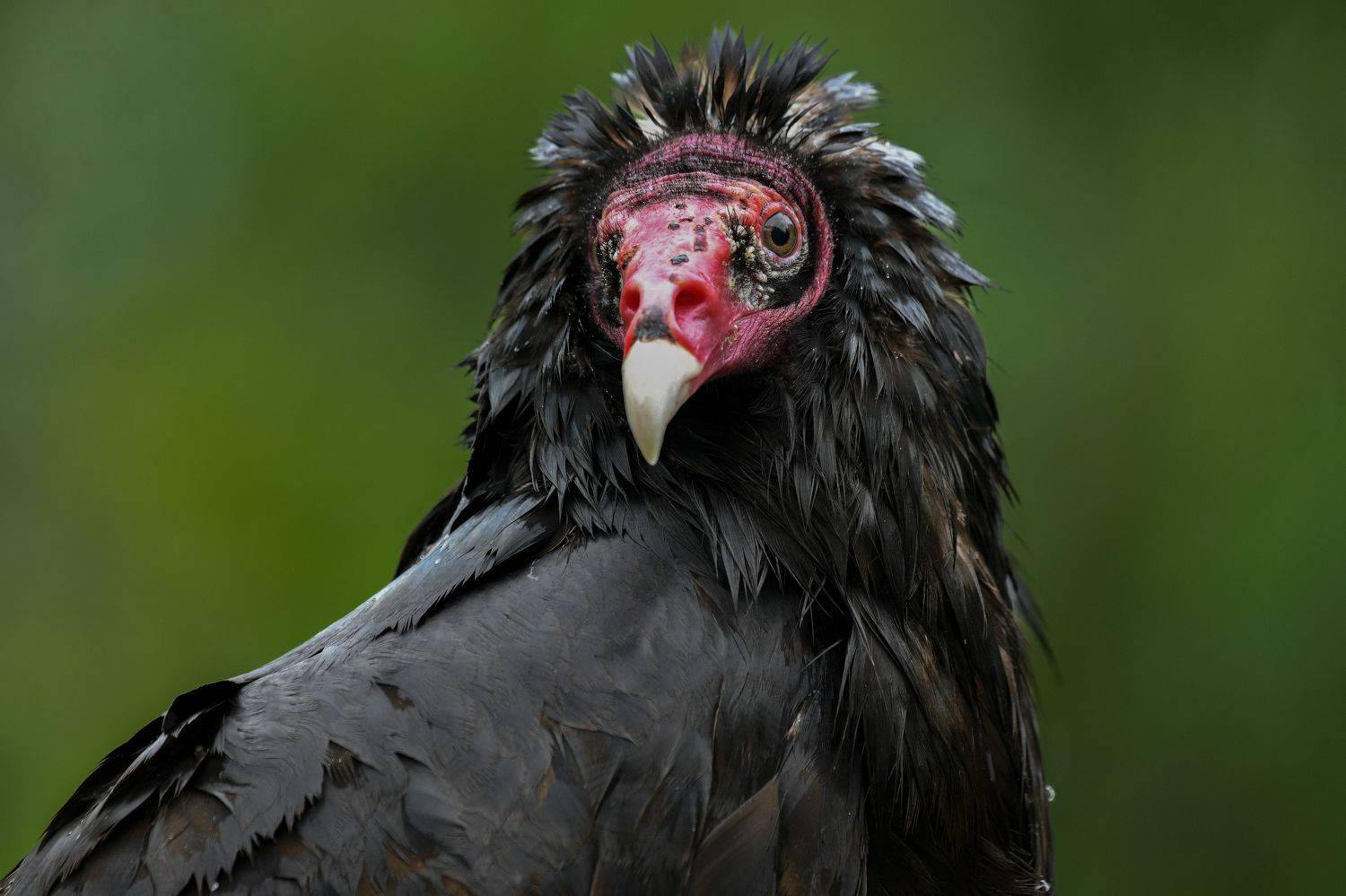 bird, Nathalie Talbot