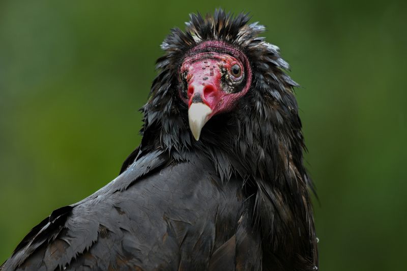 bird Improbable portrait фото превью