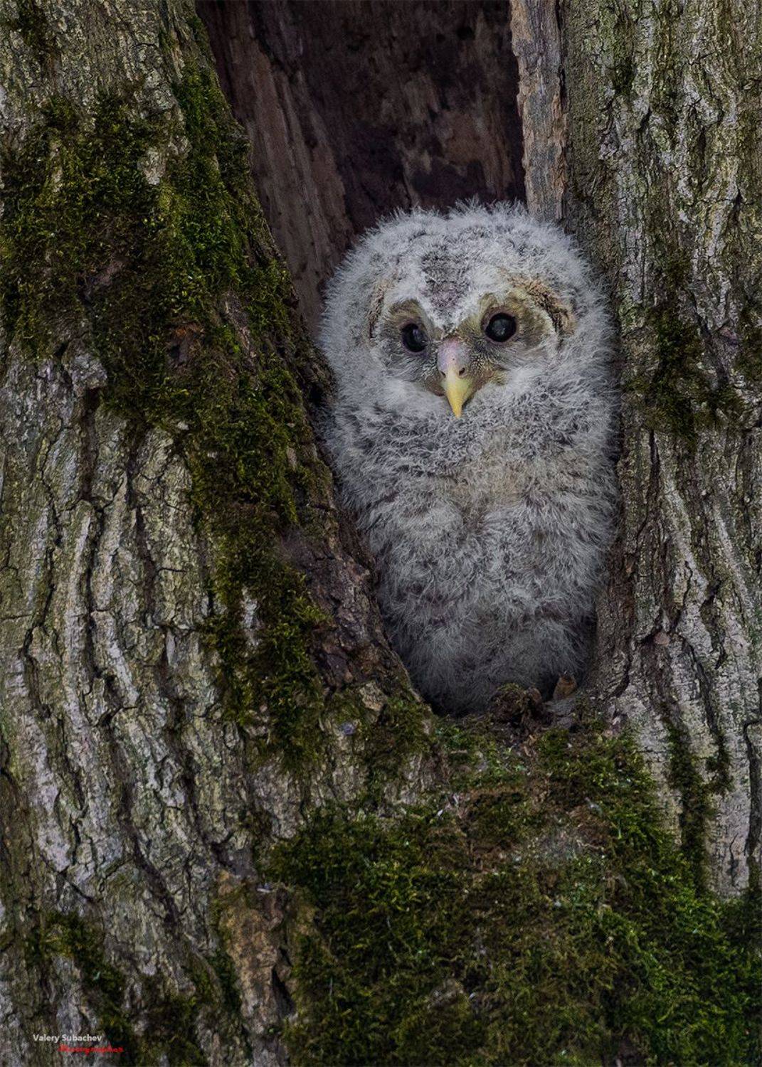 , Валерий Субачев