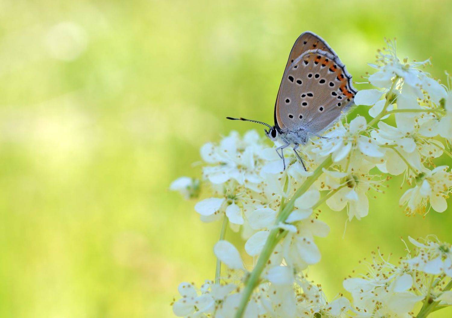 , Чепленко Алексей