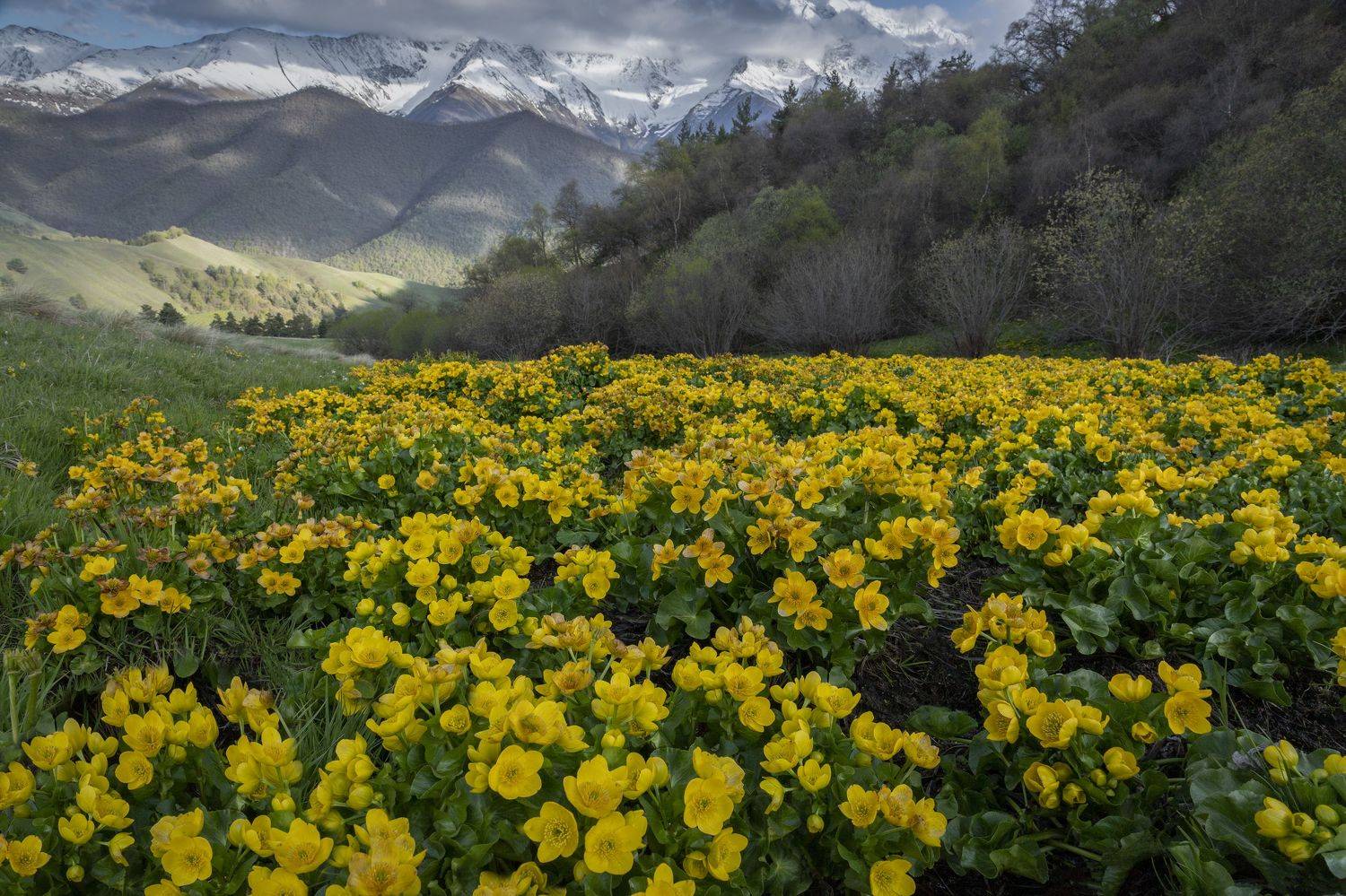 Ингушетия, Гусева Елена