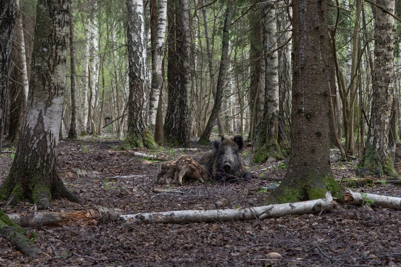 время кормить фото превью