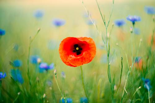 Common poppy