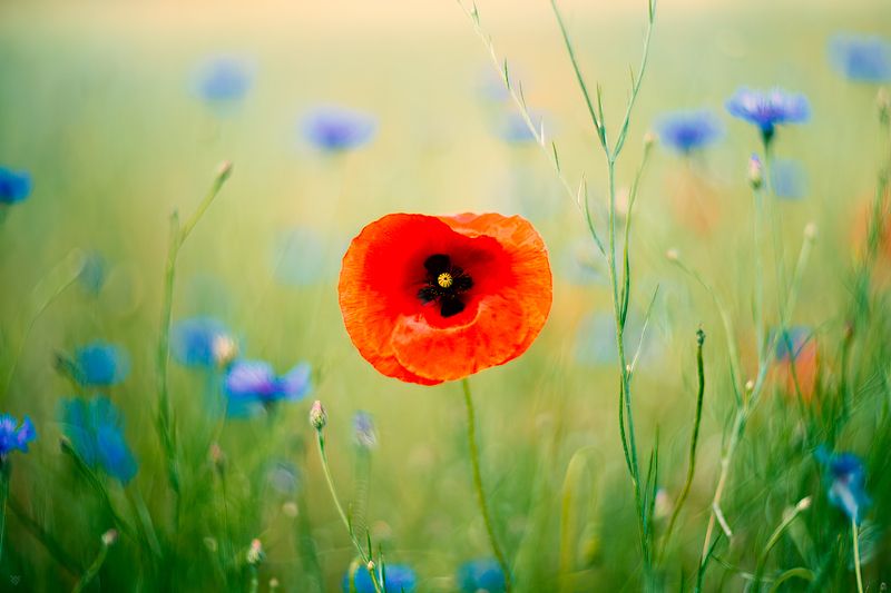 Common poppy, flowers, wildlife, macro Common poppy фото превью