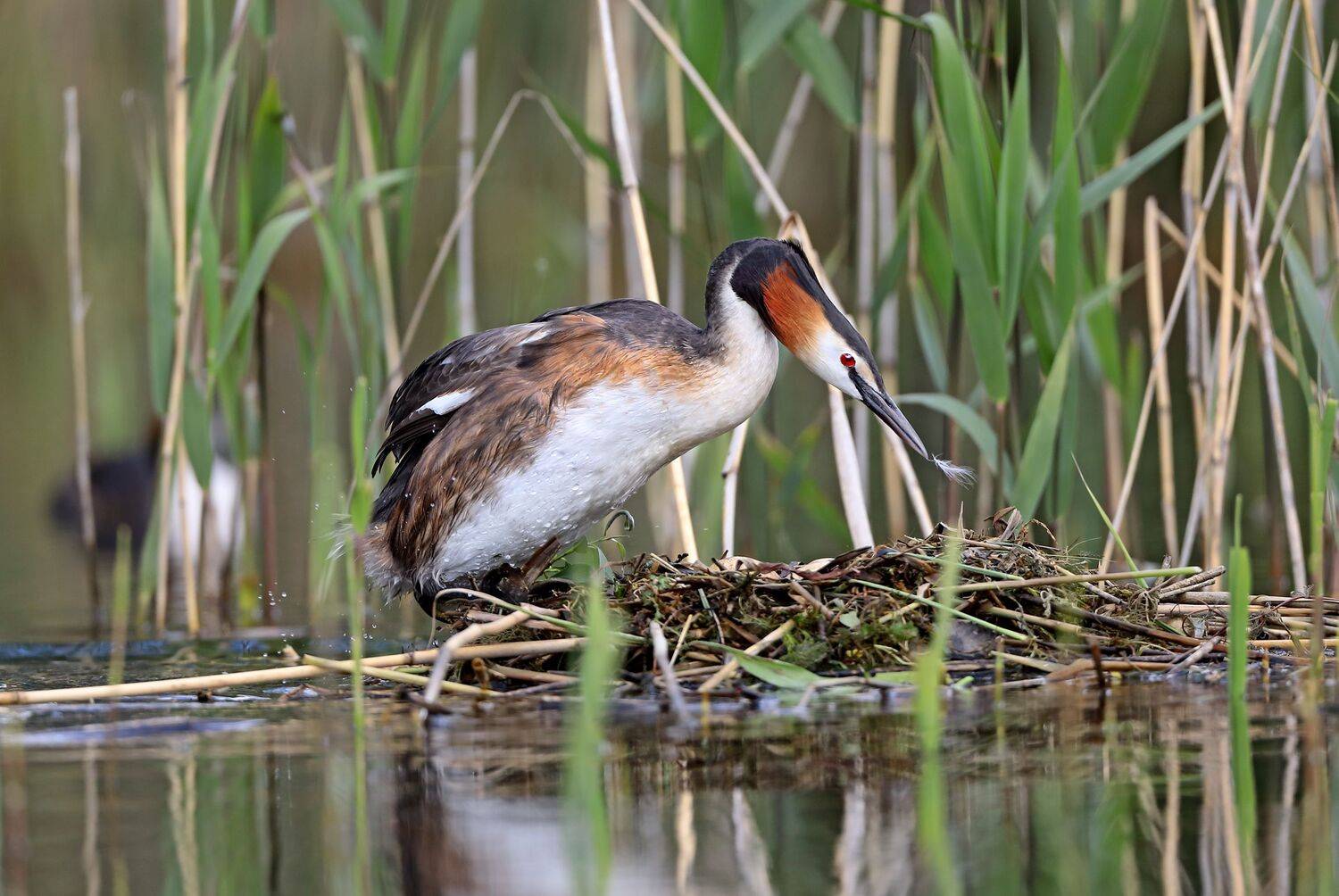 чомга., Александр Гусар