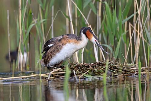 Пёрышко в гнёздышко.
