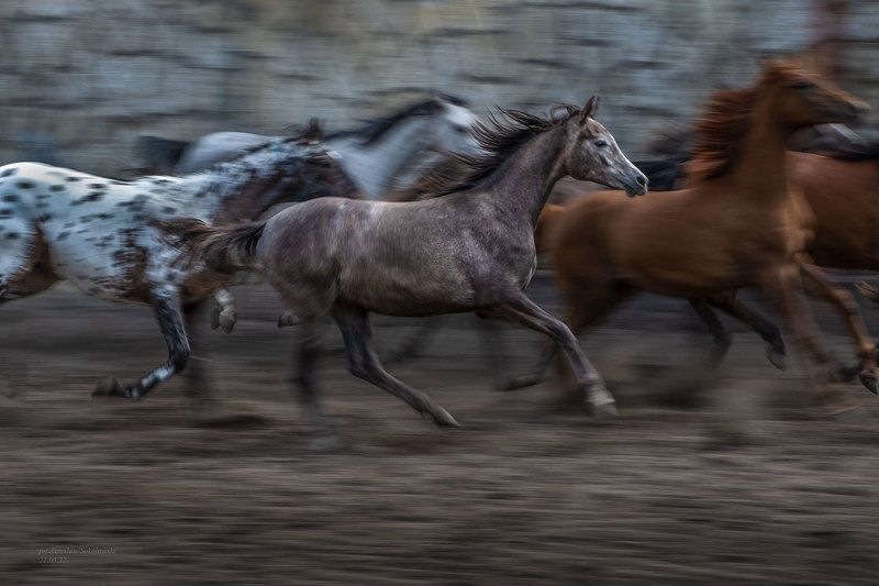 #konieczystejkrwiarabskiej #stadnina #zootechnicalphotos #michałów #polishnanationalarabianhorseshow #jarosławsokołowski #prideofpolandsummerarabianhorsesale  #polskiearaby #koniearabskie #araby #wyścigikonne #janówpodlaski #hodowlakoni #arabianhorses #eq W tabunie фото превью