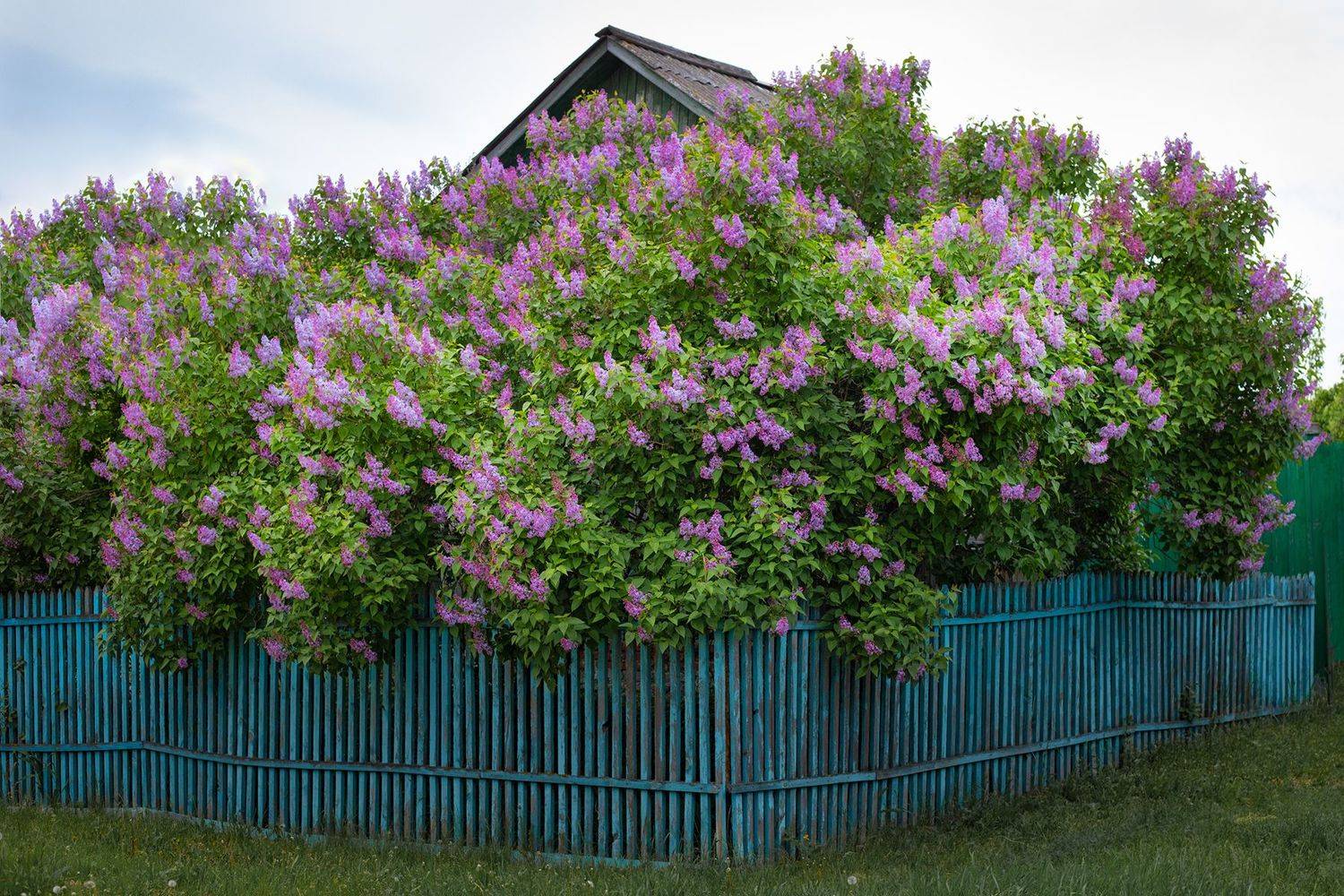 , Чудинин Дмитрий