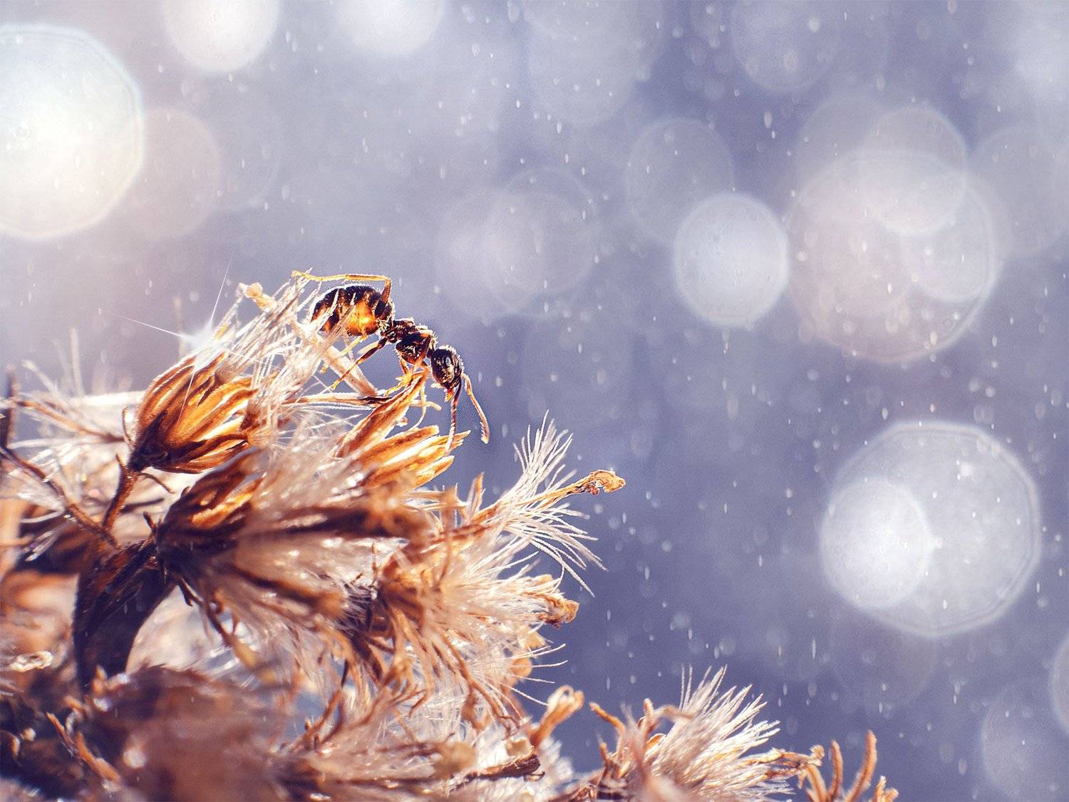 макро, макрофотография, боке, гелиос, bokeh, macro, topmacro, nature, ant, sun, Olga Rogozina