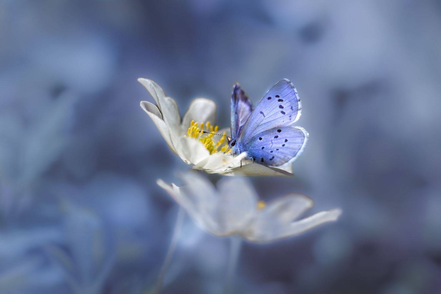 , Александра Юсупова