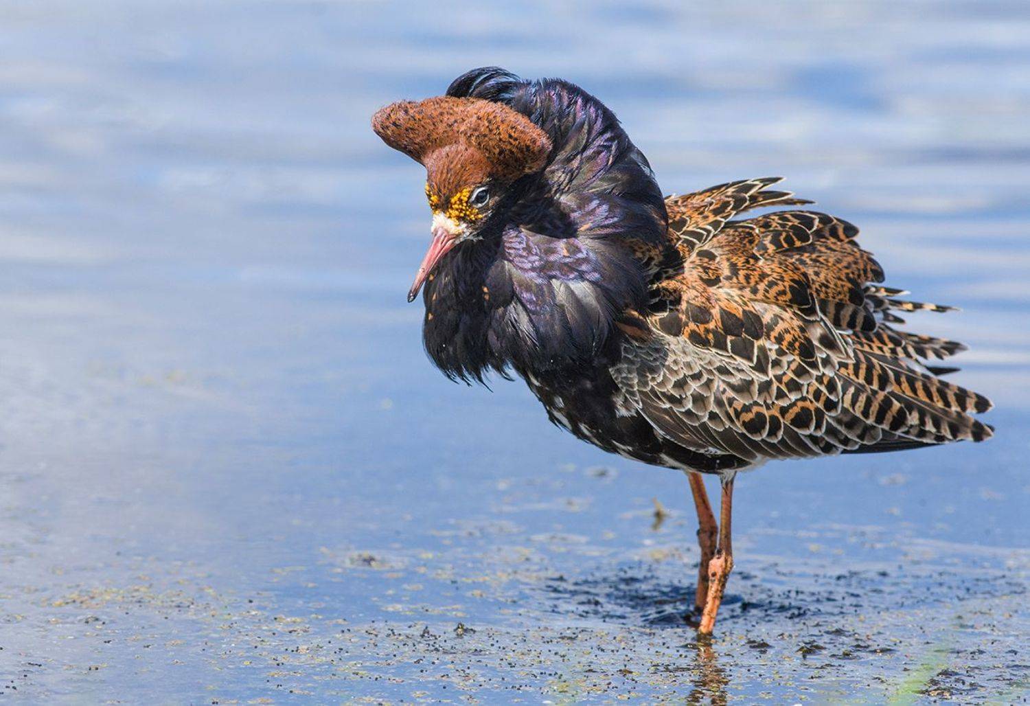 кулик,турухтан,самец,брачный наряд,болото, Иван