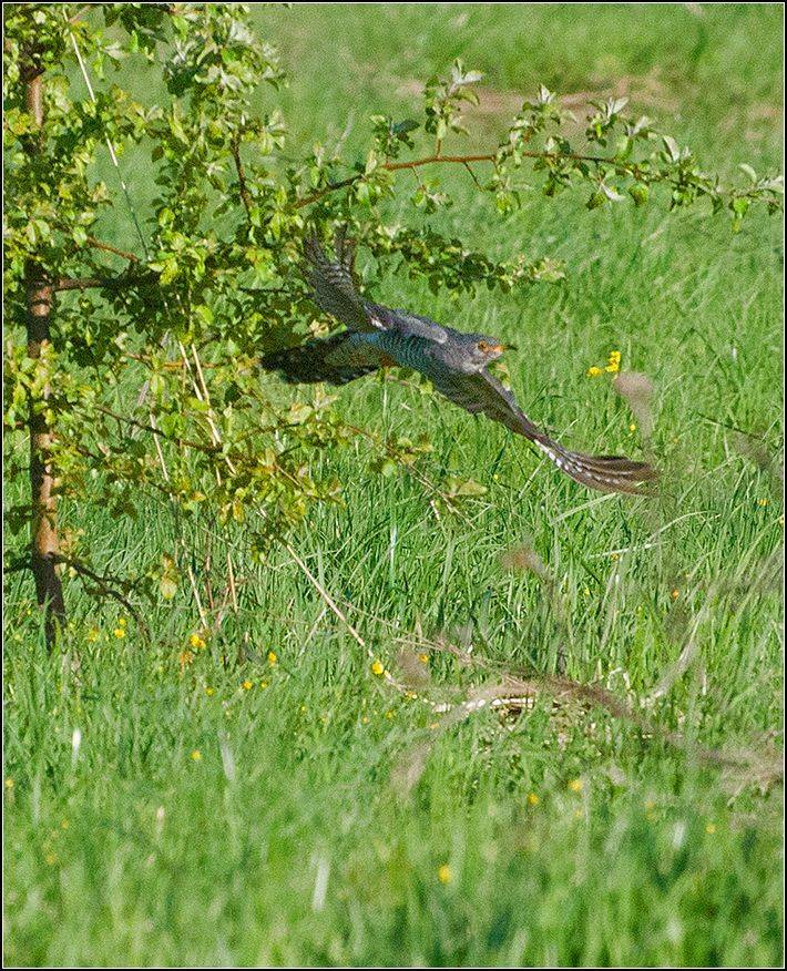 москва, парк, птица, АНАТОЛИЙ ДОВЫДЕНКО