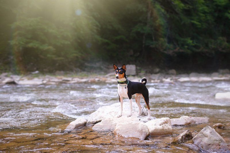 фото превью