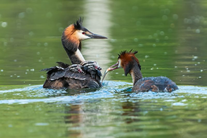природа, птицы, чомга, большая поганка Обед у семьи чомг фото превью