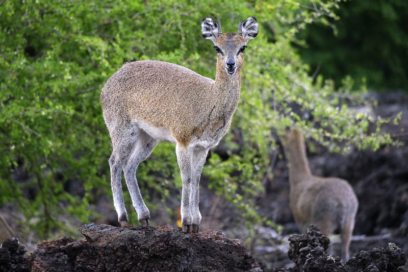 Hello фото превью