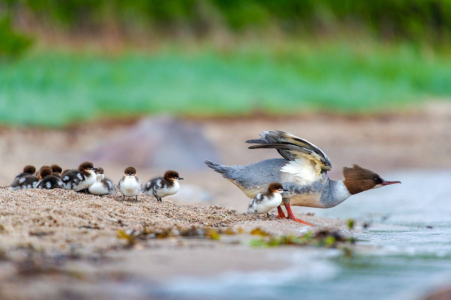 , Александр Абросимов