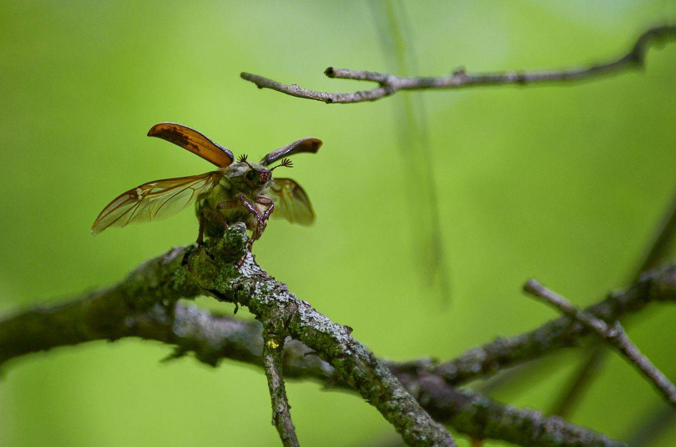 майский_жук, КарОл