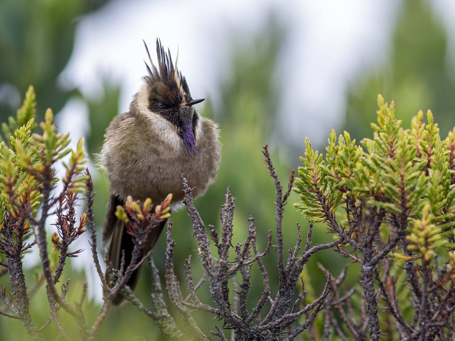 , Fernando Burgalin Sequeira