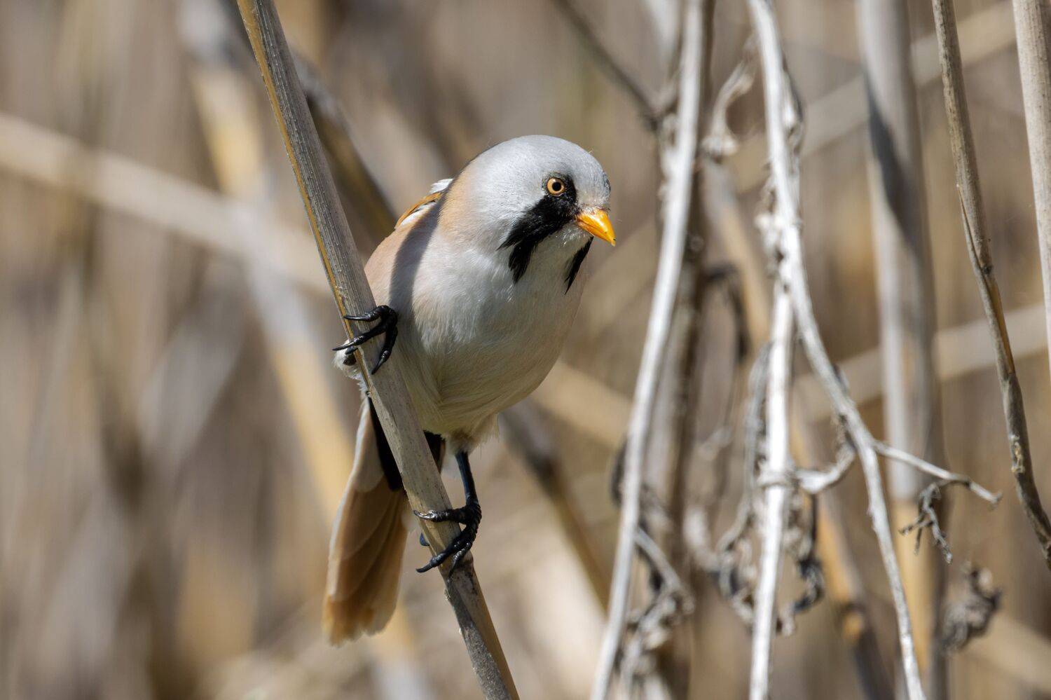 усатая синица, птицы, пернатые, Глебов Сергей