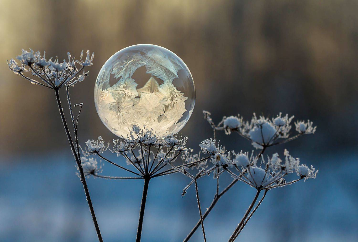 , Andrey Pristyazhnyuk