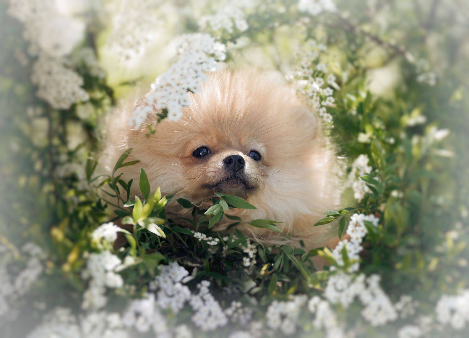 , Коптилина Галина