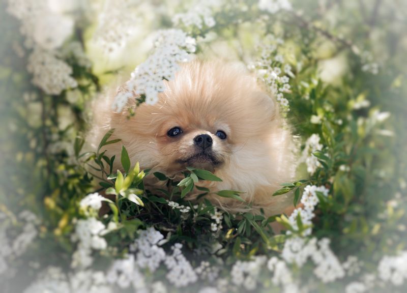 Собака цветочек  фото превью