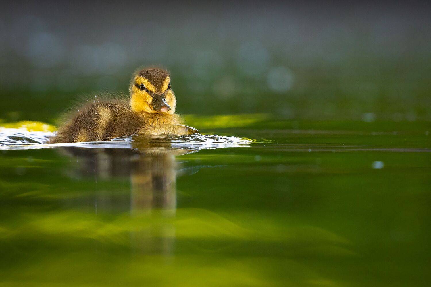 , Robert Adamec