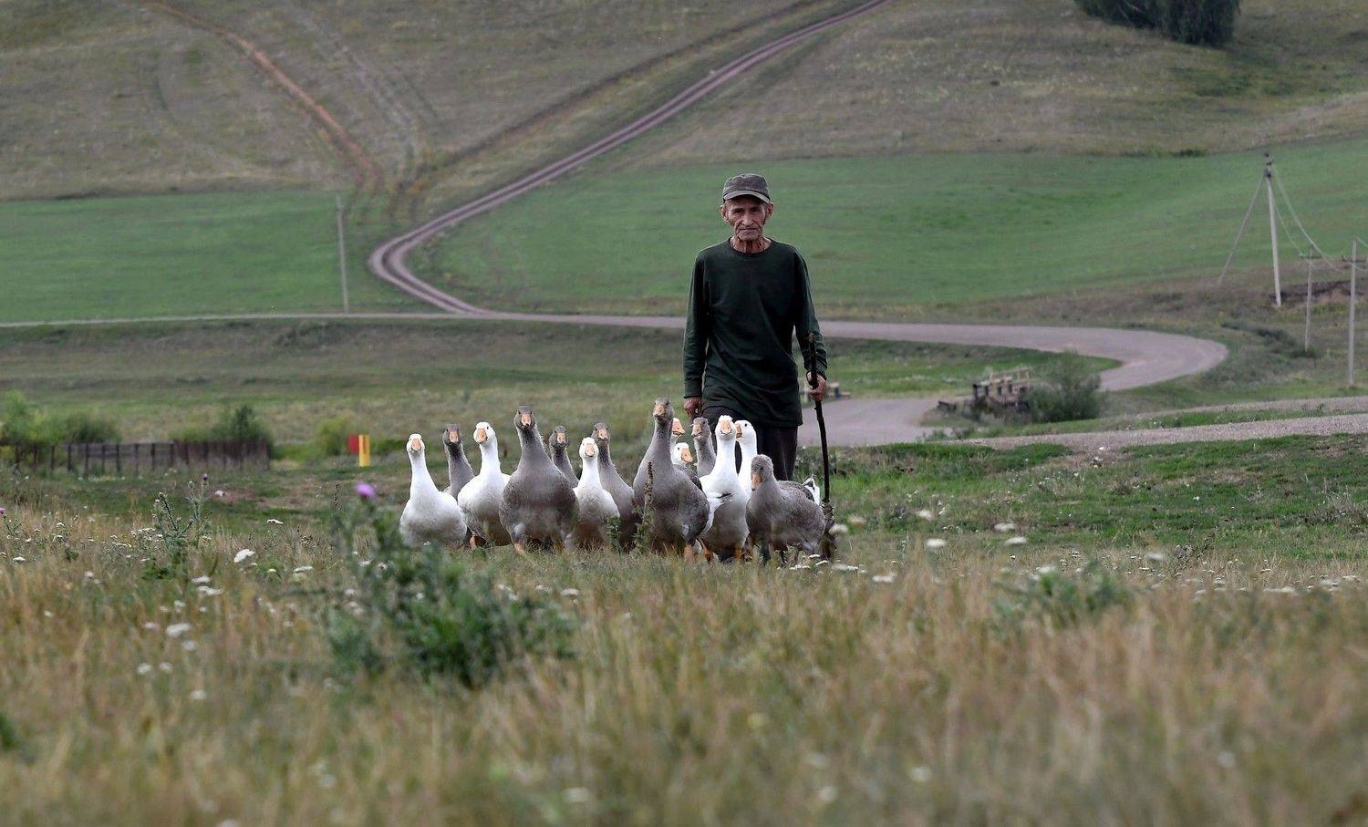 башкирия, гуси, выпас, Марина Фомина