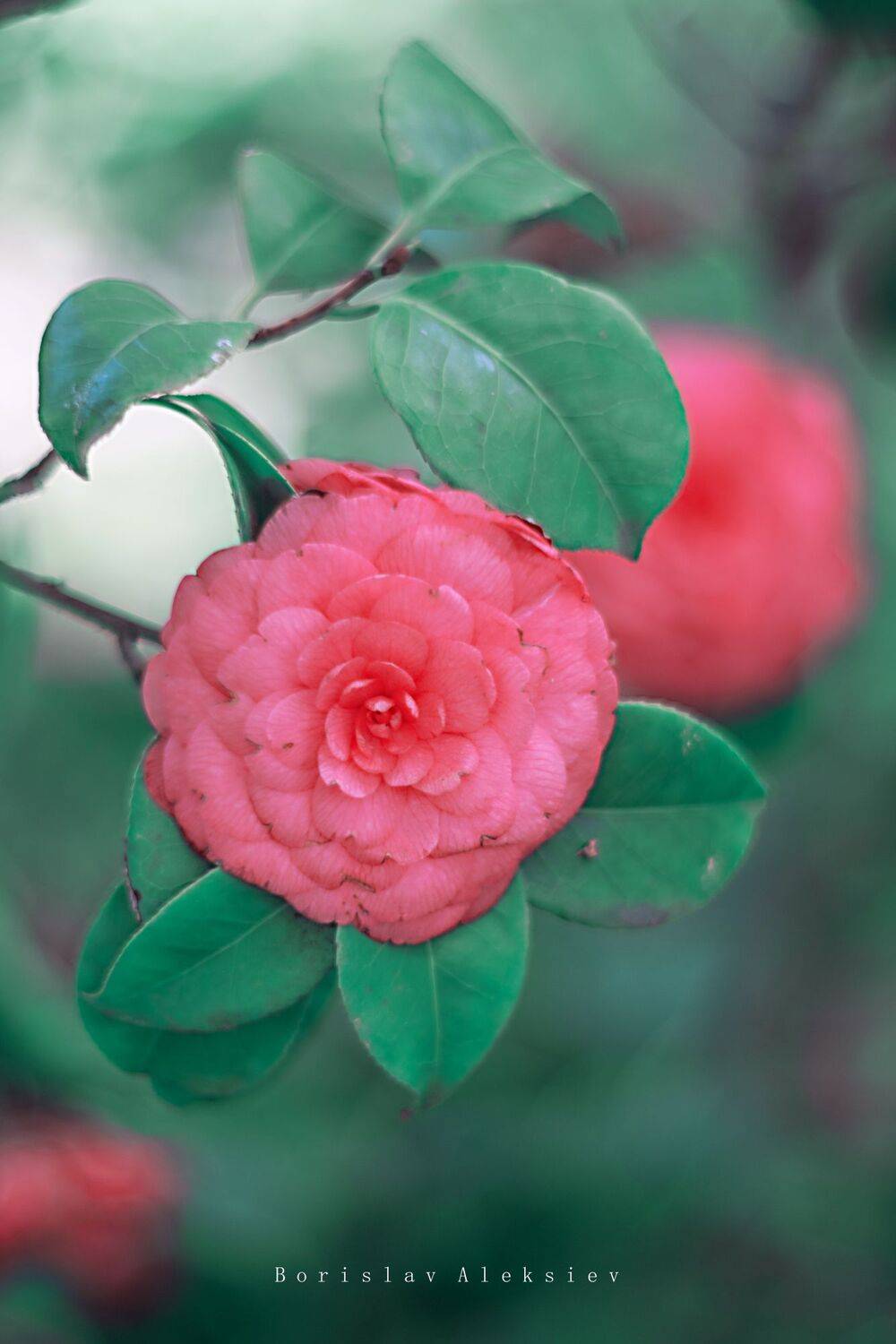 pink,green,flower,bokeh,zenit,helios,nature,asia,china,, Борислав Алексиев