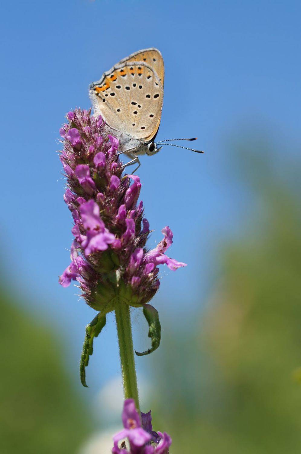 , Чепленко Алексей