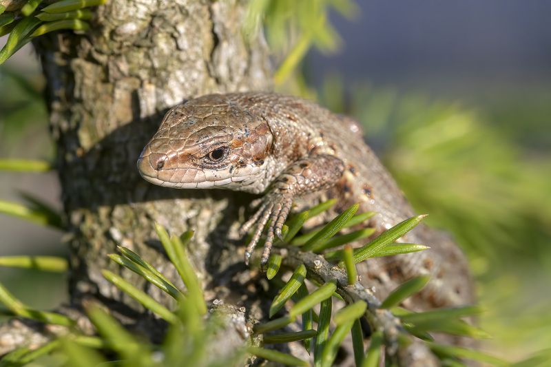 Ящер уральский фото превью