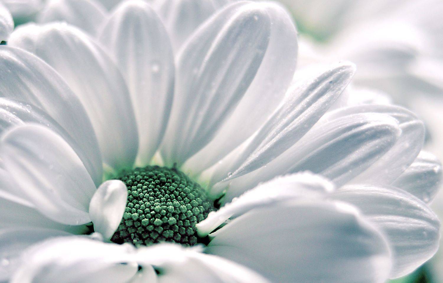 цветы, белый, хризантема, Людмила Яковлева