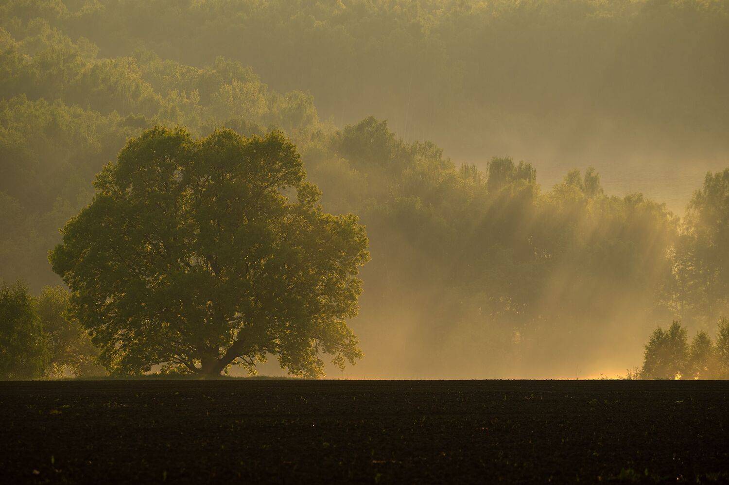 , Виталий Стрельцов
