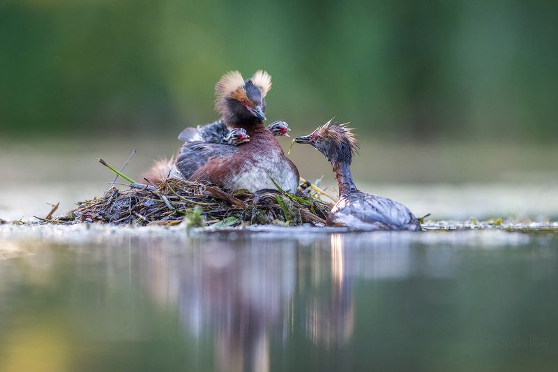 красношейная поганка, птенец Семейный ужин фото превью