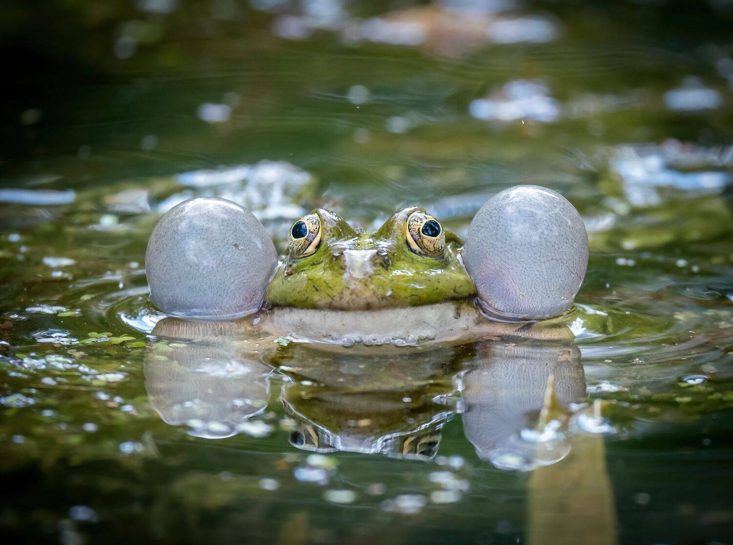 , Константин Дэм