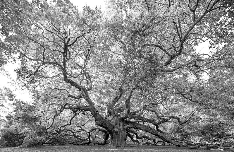 Angel Oak фото превью